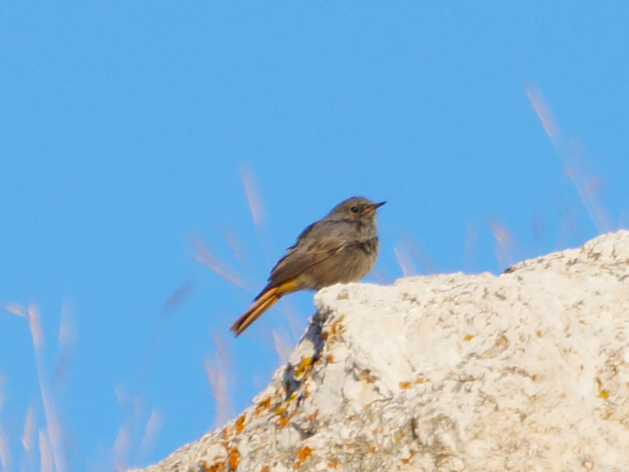 Black Redstart