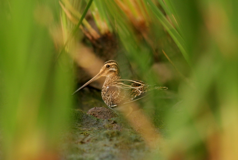 Common Snipe