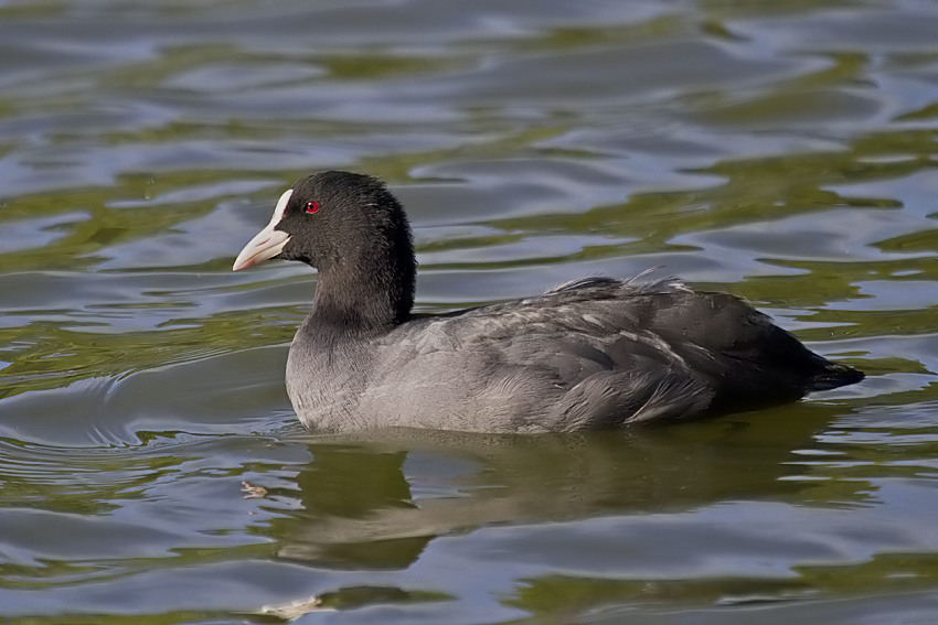Eurasian Coot