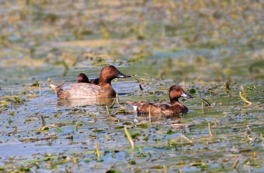 Common Pochard