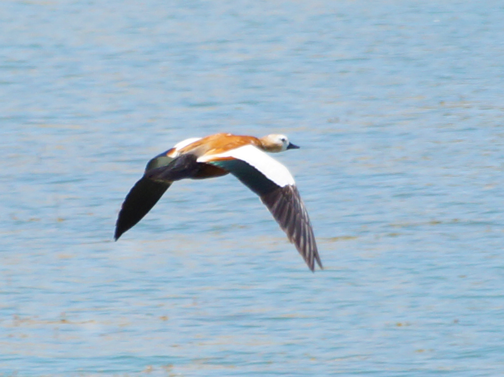 Ruddy Shelduck