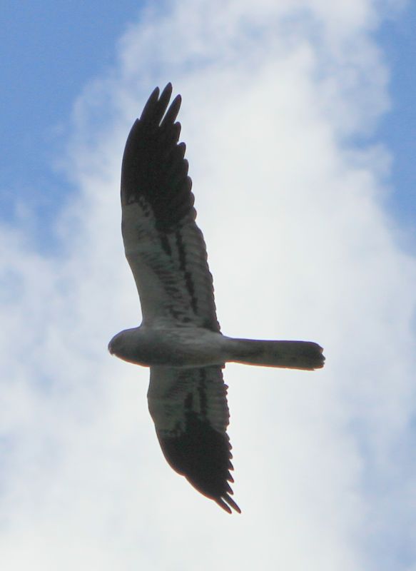 Montagu`s Harrier