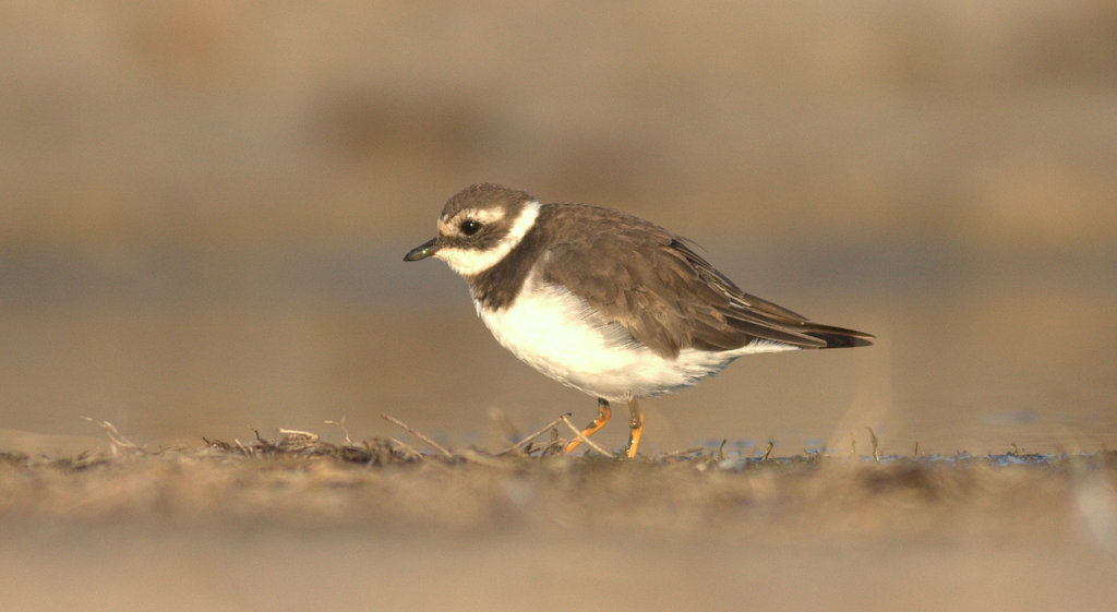 Common Ringed Plover