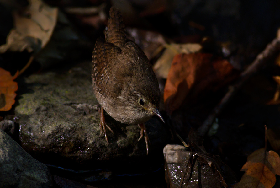 Eurasian Wren