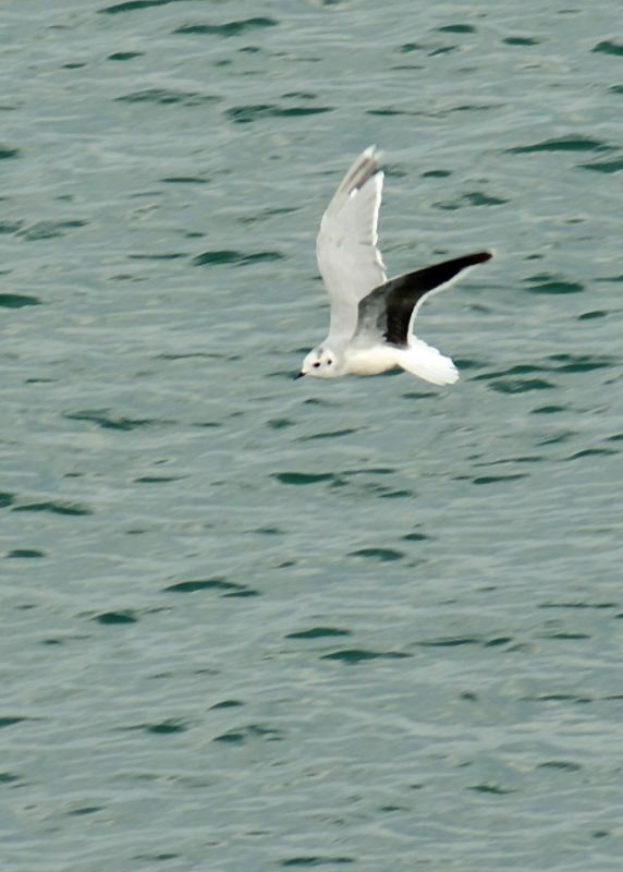 Little Gull