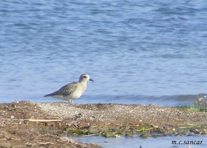 Grey Plover