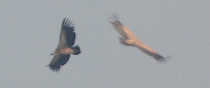 Griffon Vulture