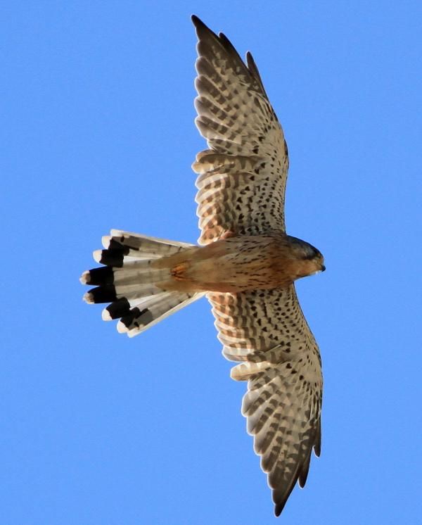 Common Kestrel