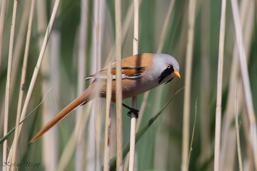 Bearded Reedling
