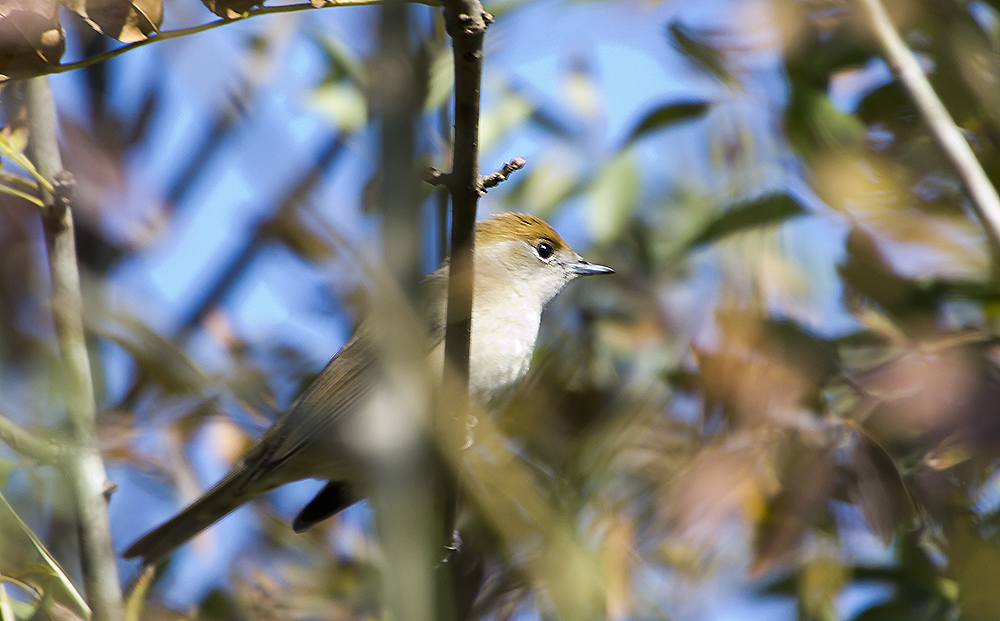 Eurasian Blackcap