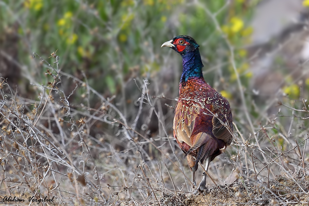 Common Pheasant