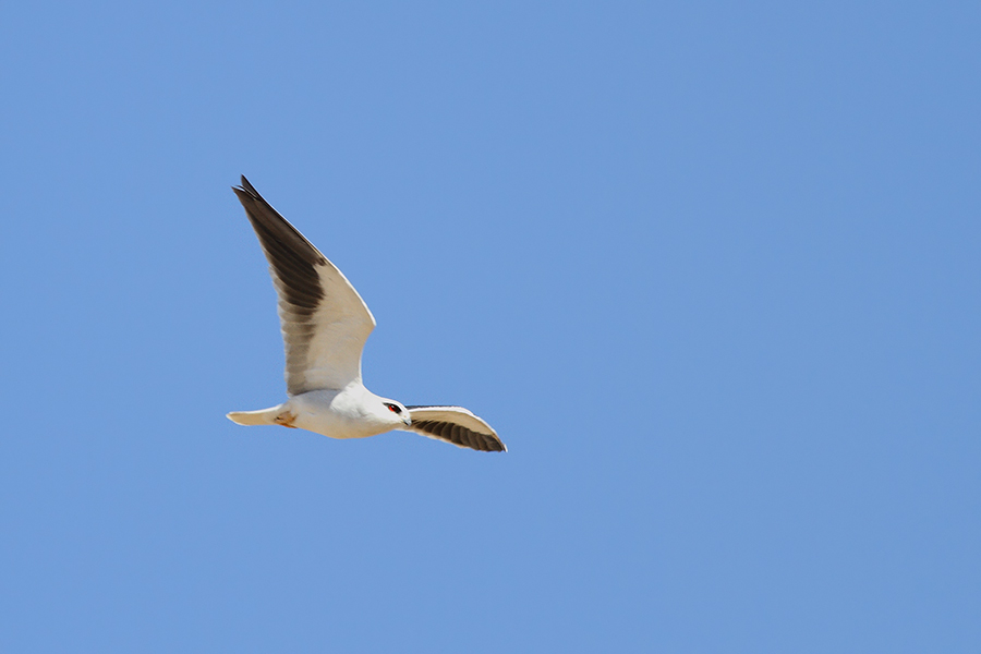 Black-winged Kite