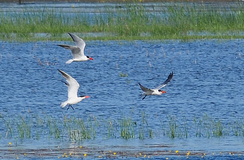 Caspian Tern