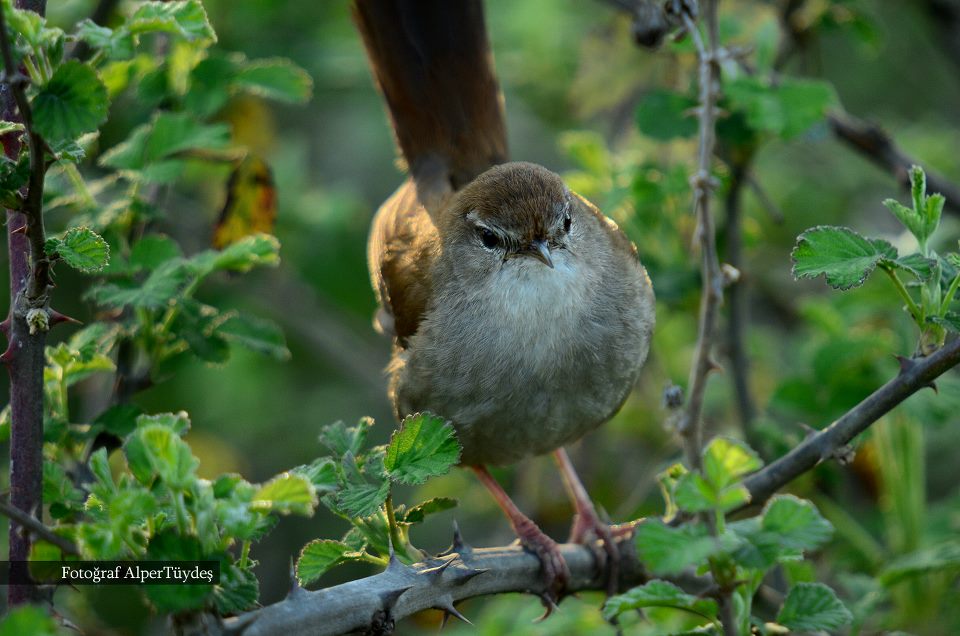 Cetti`s Warbler