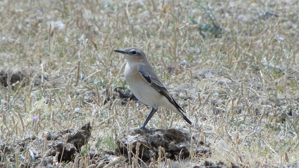 Northern Wheatear