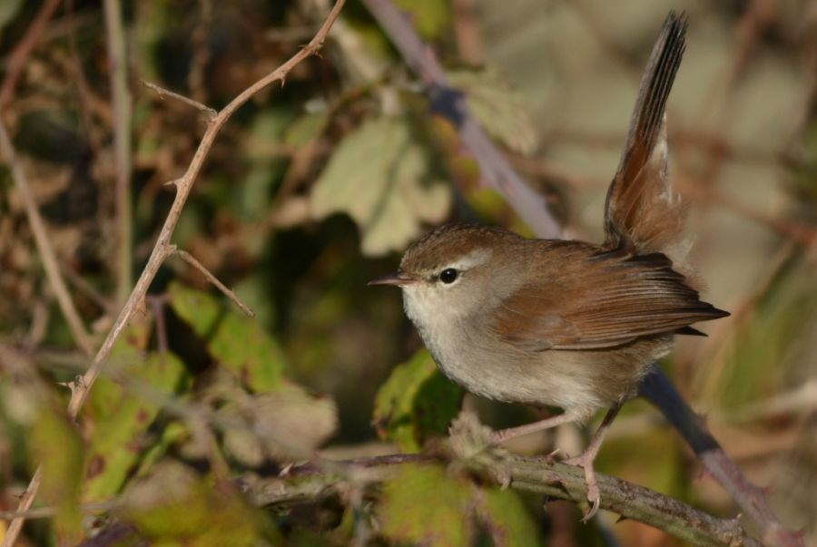 Cetti`s Warbler