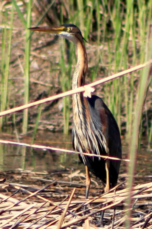 Purple Heron