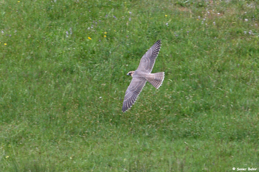 Peregrine Falcon