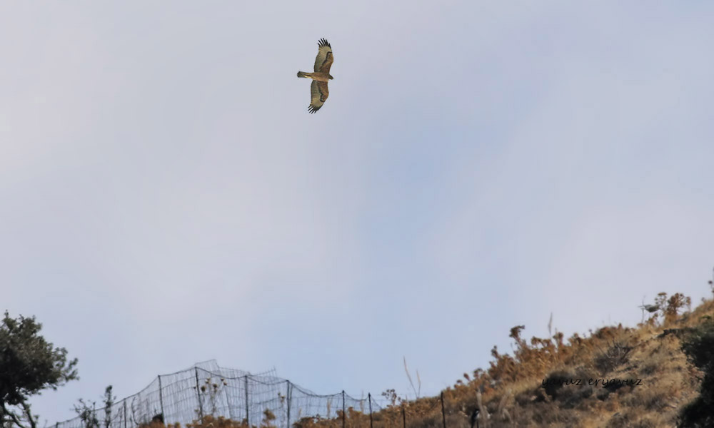 Bonelli`s Eagle