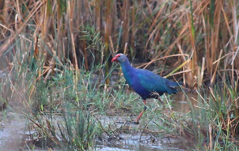 Grey-headed Swamphen