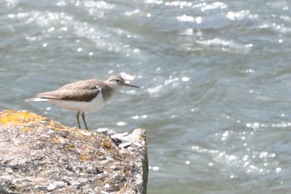 Common Sandpiper