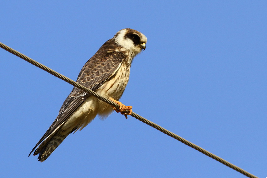 Red-footed Falcon