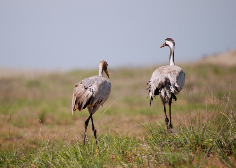 Common Crane