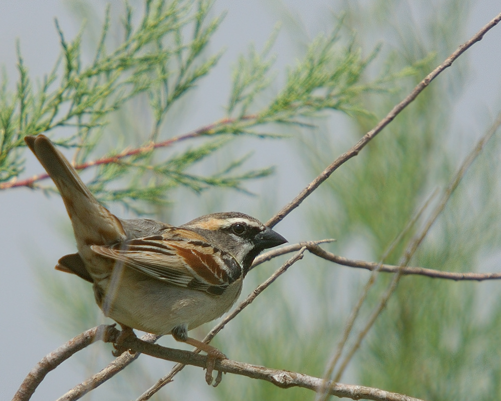 Dead Sea Sparrow