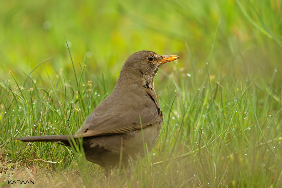 Common Blackbird