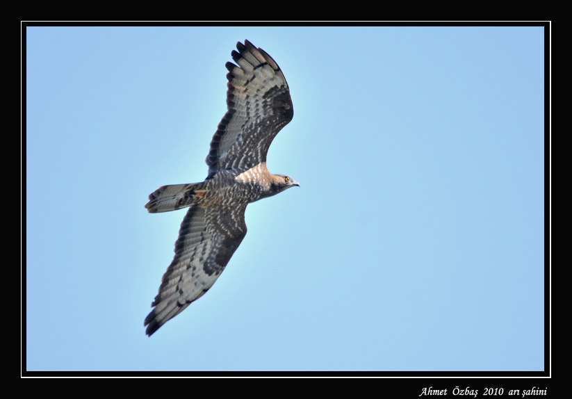 European Honey Buzzard