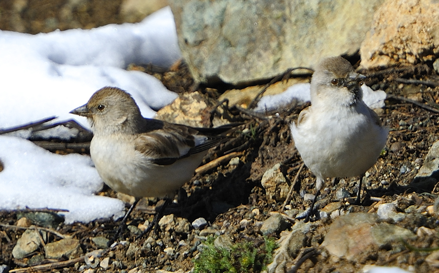 White-winged Snowfinch