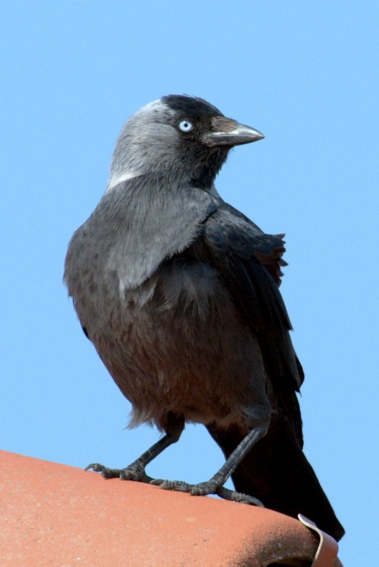 Western Jackdaw
