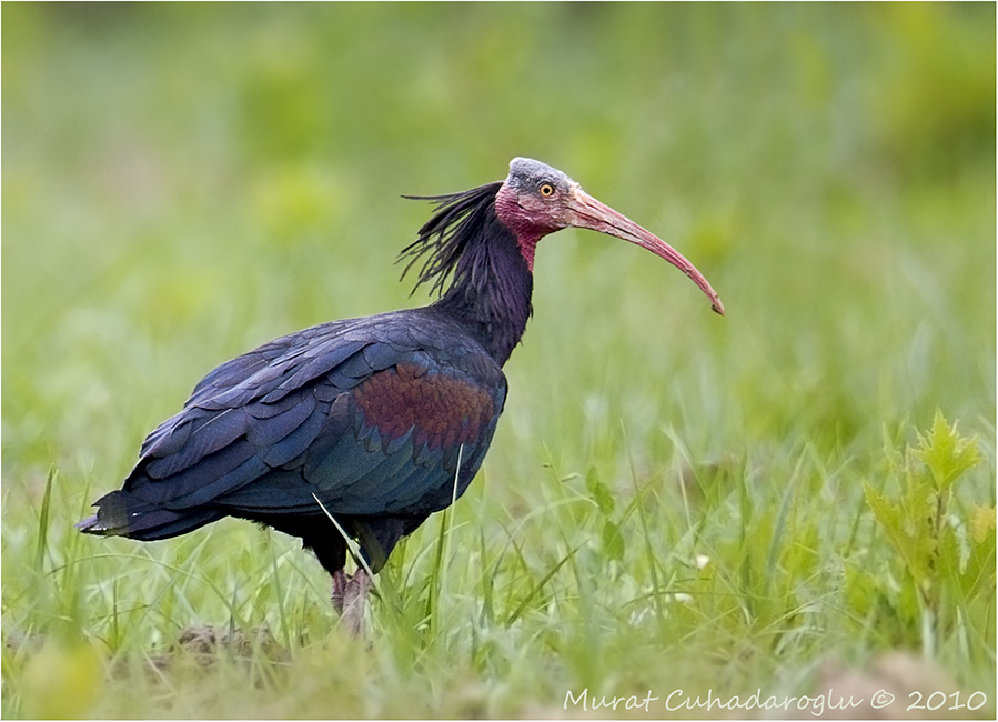 Northern Bald Ibis