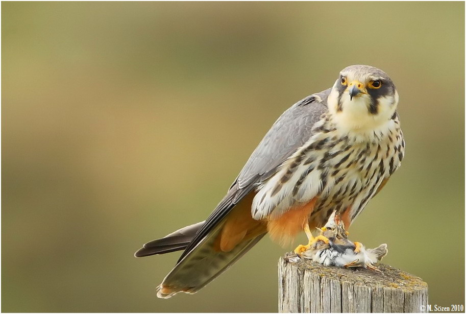 Eurasian Hobby