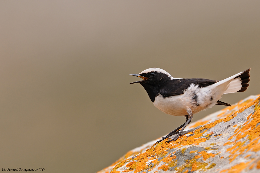 Finsch`s Wheatear