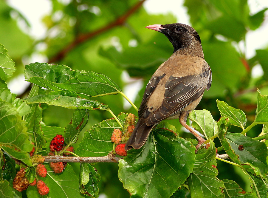 Rosy Starling
