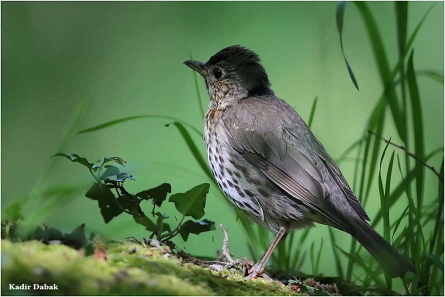 Song Thrush