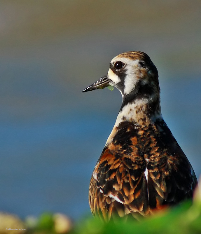 Ruddy Turnstone