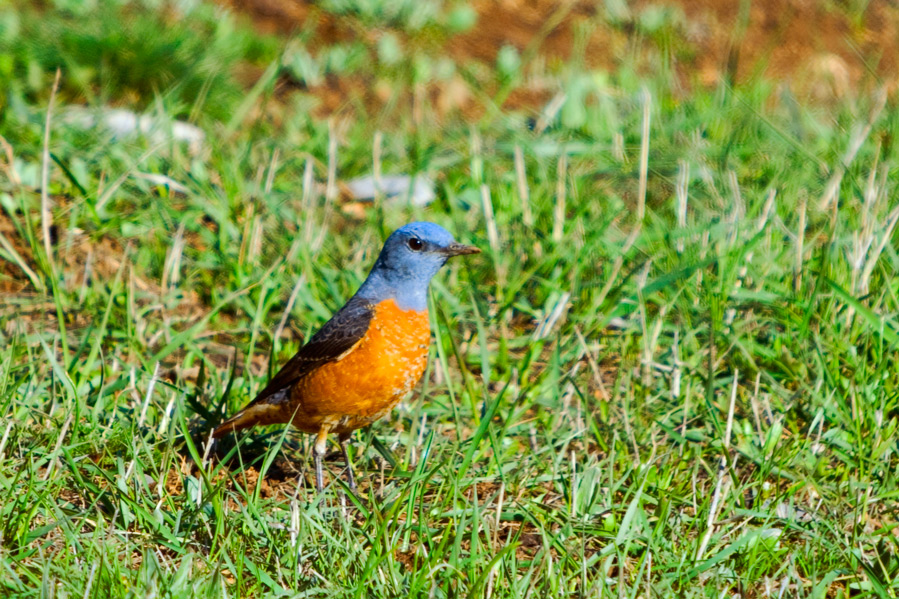 Common Rock Thrush