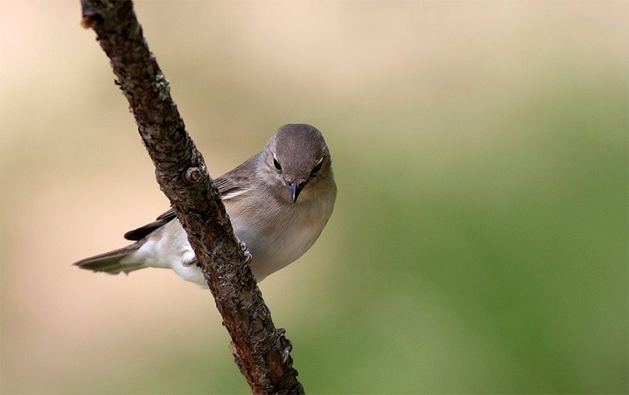 Garden Warbler
