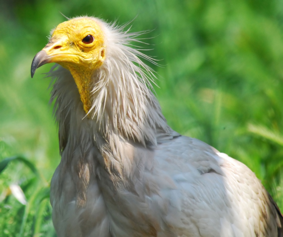Egyptian Vulture