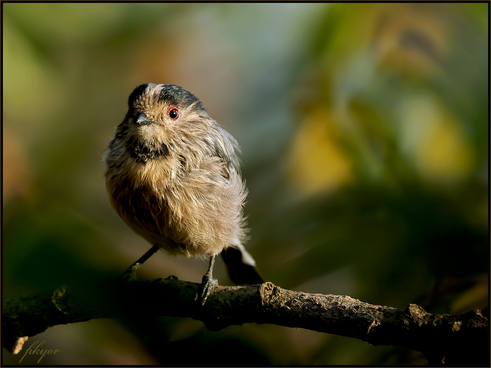 Long-tailed Tit