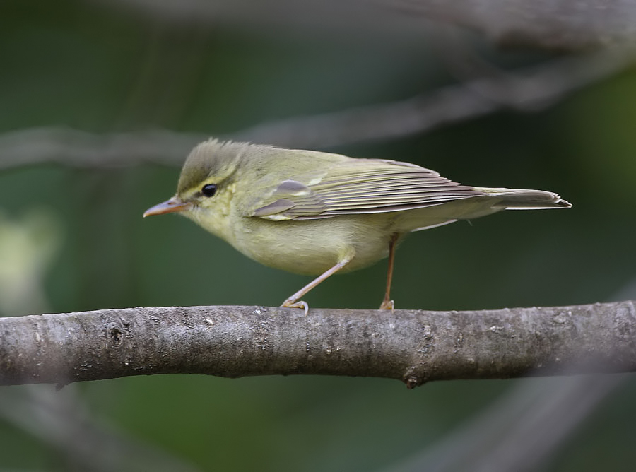 Green Warbler