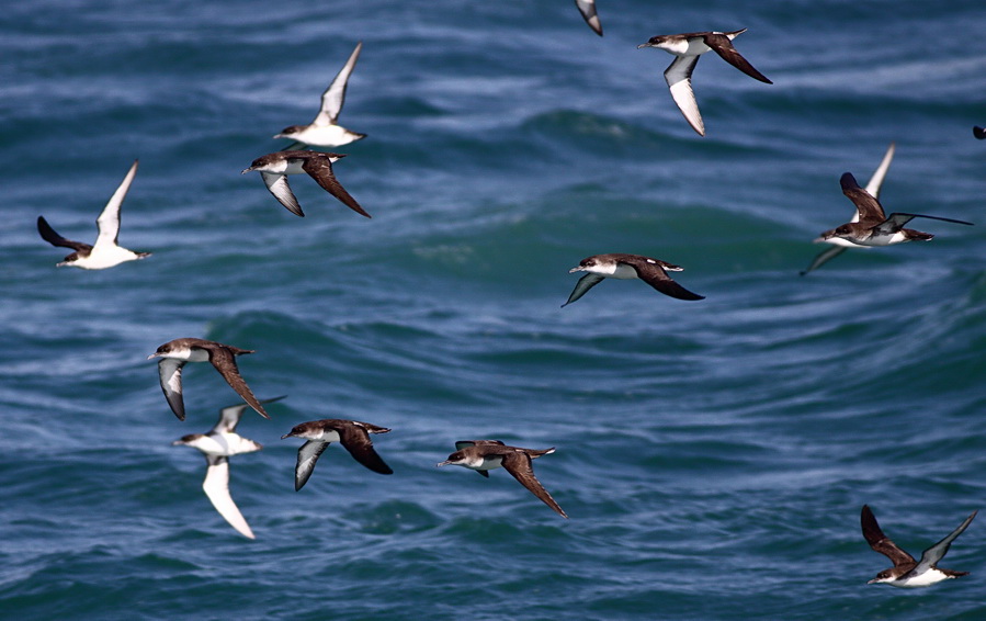 Yelkouan Shearwater