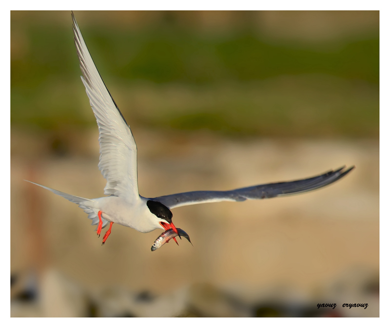 Common Tern