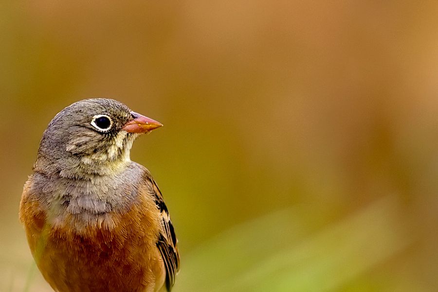 Ortolan Bunting
