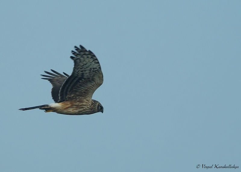 Hen Harrier