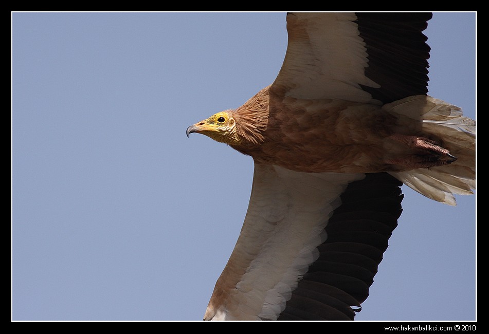 Egyptian Vulture