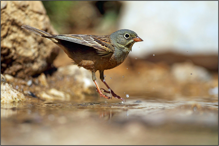 Ortolan Bunting