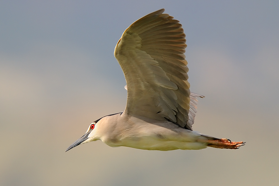 Black-crowned Night Heron